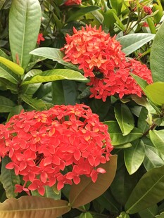 鲜艳龙船花绽放绿叶间