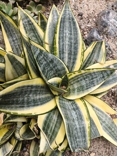 金边龙舌兰植物