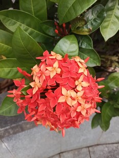 艳丽红色龙船花绽放