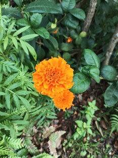 绿叶间的两朵橙色万寿菊