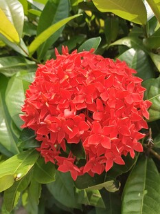 鲜艳红色龙船花绽放