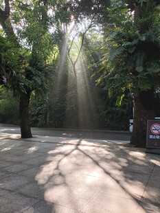 林间阳光洒落的静谧场景