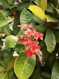 娇艳红色花朵与绿叶相伴