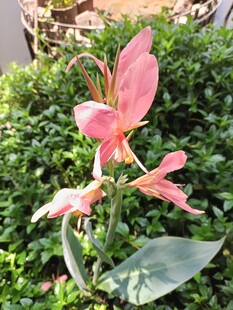 娇艳粉色美人蕉绽放