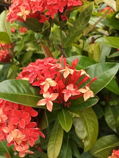 鲜艳龙船花绽放绿叶间