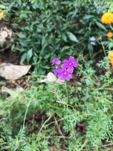 紫色小花绽放于绿植间