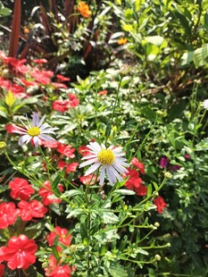 多彩花卉绽放于花园