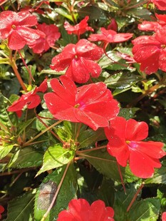 鲜艳绽放的红色花卉