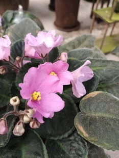 娇艳粉色非洲堇绽放