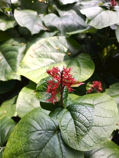 绿叶丛中艳红花朵绽放