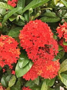 鲜艳红色龙船花绽放