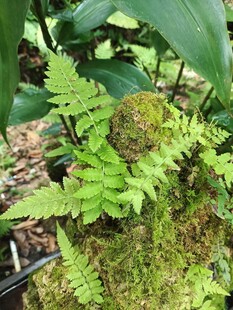 翠绿蕨类植物的自然景致