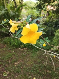 枝头绽放的明艳黄花朵