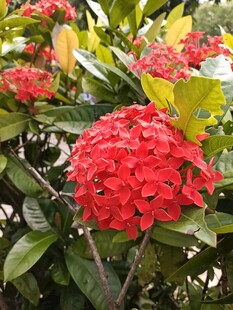 鲜艳红色龙船花绽放