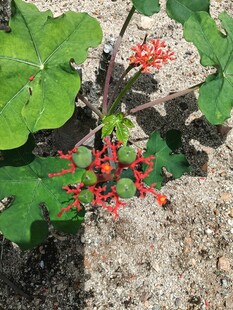 绿叶间的红色小果实