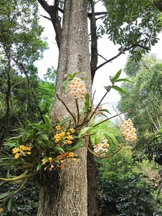 树干旁绽放的繁茂花朵