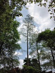 林间高耸树木与蓝天白云