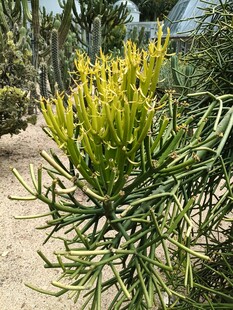 金黄花朵的绿植景观