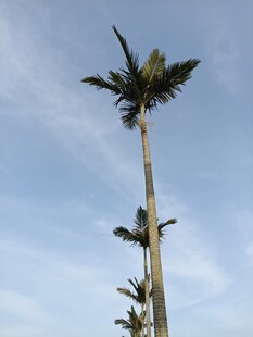 高耸入云的挺拔棕榈树