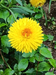 黄色灿烂金盏菊