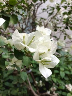 白色三角梅绽放枝头