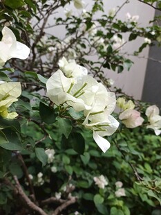 洁白绽放的美丽花卉