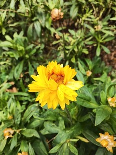 黄色花朵绽放于绿叶间