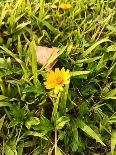 草丛中的黄色小花