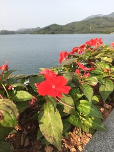 湖畔绽放的艳丽红花