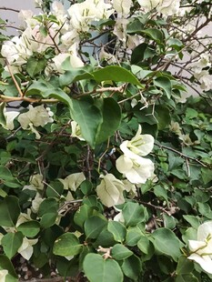 白色繁花绿植景观