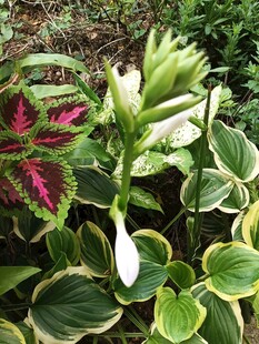 多彩花叶植物景观