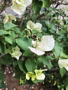 白色三角梅绽放
