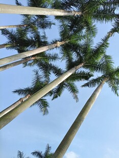 仰望挺拔高耸的棕榈树