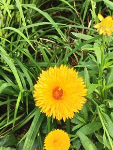 草丛中的黄色美丽花朵