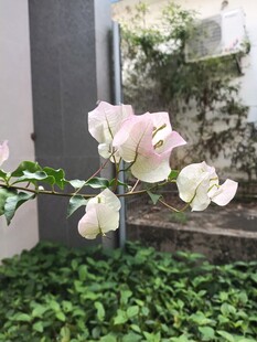 粉色娇艳花朵与绿叶相映