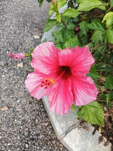 路边娇艳的粉色木槿花