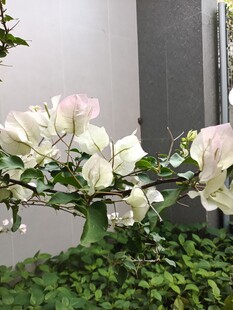 白色三角梅绽放绿意间