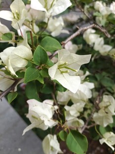 白色三角梅绽放