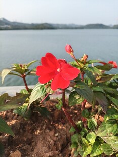 湖畔绽放的艳丽红色花朵