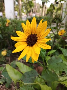 黄色黑心菊
