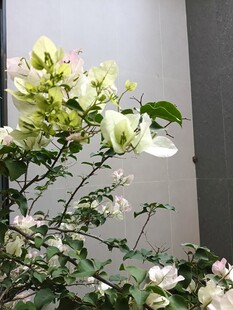 墙边绽放的清新三角梅