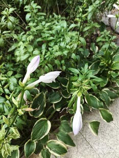花叶植物中的白色小花