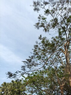 蓝天绿树间的繁茂树枝