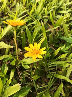 草丛中的两朵黄色小花