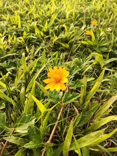 草丛中的黄色小花