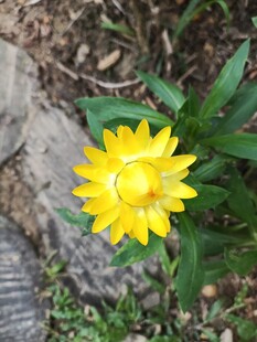 黄色雏菊绽放于草地