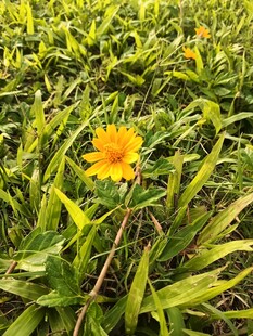 草丛中的黄色小花