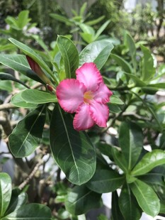 娇艳粉色沙漠玫瑰绽放