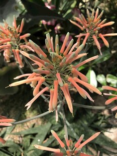 鲜艳橙花绽放
