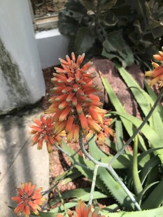鲜艳芦荟花绽放